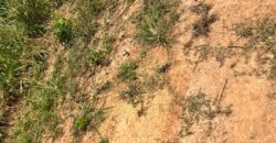 PLOTS OF LAND AVAILABLE FOR SALE @ SEPASE AHODWO